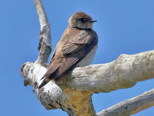 Northern Rough-winged Swallow by Keith Watson